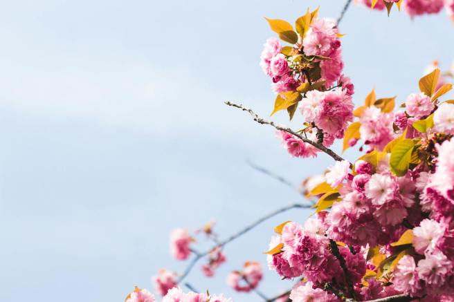 Actualités 🌸 du cabinet de&nbsp;naturopathie